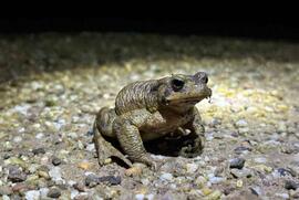 Krötenwanderung startet im Februar: Rhein-Kreis Neuss sucht Ehrenamtliche für den Amphibienschutz an der K39