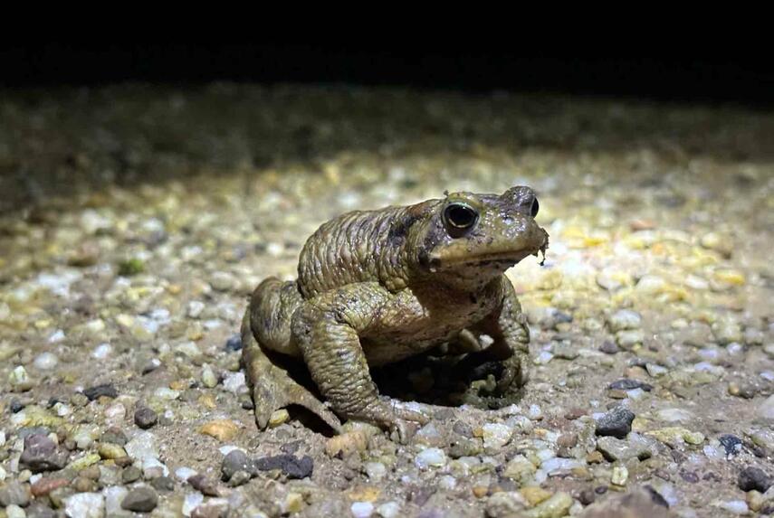 Krötenwanderung startet im Februar: Rhein-Kreis Neuss sucht Ehrenamtliche für den Amphibienschutz an der K39