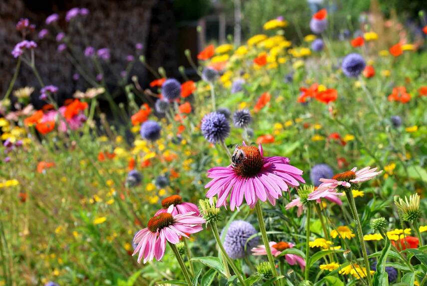 Bündnis für Insekten gibt Tipps