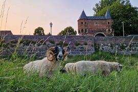 Fotowettbewerb noch bis 31. August: Rhein-Kreis Neuss sucht die schönsten Aufnahmen für den Kalender „Heimatbilder 2026“