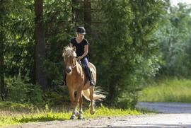 Kreisumweltamt informiert: Reitplakette für 2026 bequem online beantragen