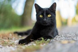 132 Katzen und weitere Tiere sichergestellt und in Tierheimen untergebracht
